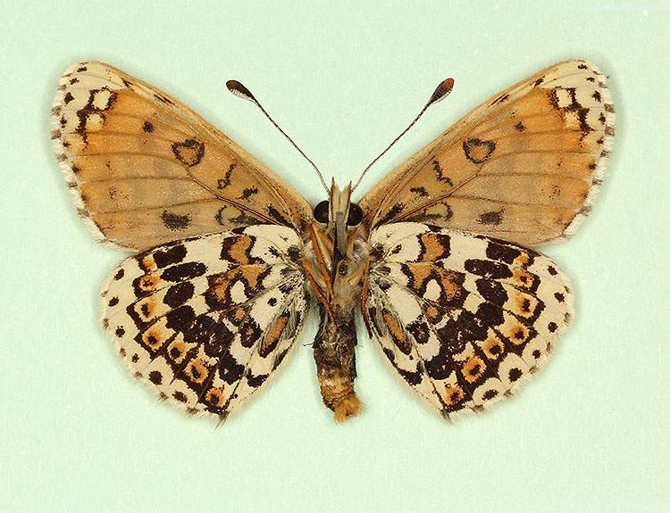 Melitaea cinxia male (aberrant form wittei, verso) (Internet Image property of respective owner, non-commercial use only)